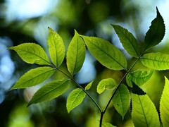 Using nature as a model to get more energy out of light. (Image: pixabay/MabelAmber)