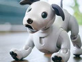 Sony has released a limited edition of aibo in the United States. (Source: hothardware)