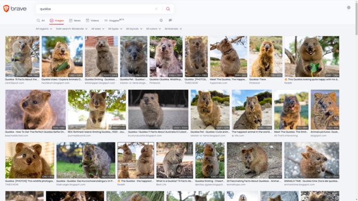 Image search for "Quokka" with Brave