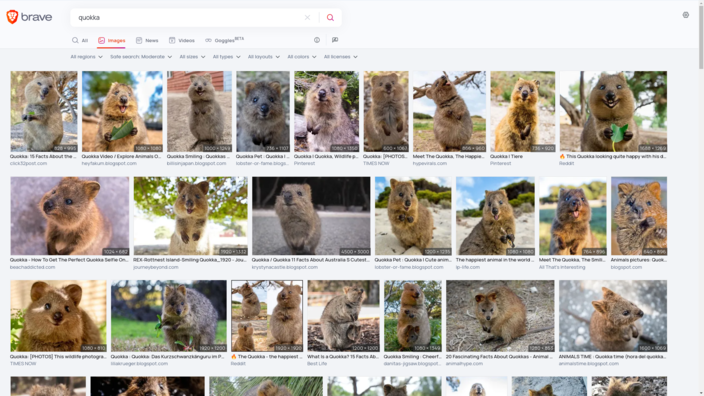 جستجوی تصویر برای "Quokka" با Brave