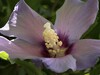 233 mm (macro)