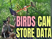 Birds can store data (image source: Benn Jordan YouTube channel)