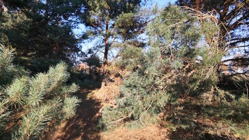 Warm evening sun, but the white balance can’t keep up – highlights overexposed and washed out