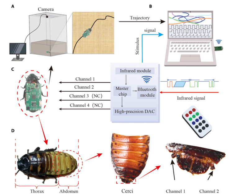 A schematic diagram of the locomotion control system for cyborg insects. (Image source: Beijing Institute of Technology Press)