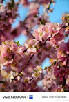 (Image source: Vivo)