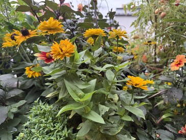 Photo taken with the Samsung Galaxy A06