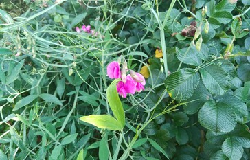 Picture taken with main camera