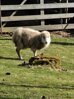 Main camera (20x zoom)