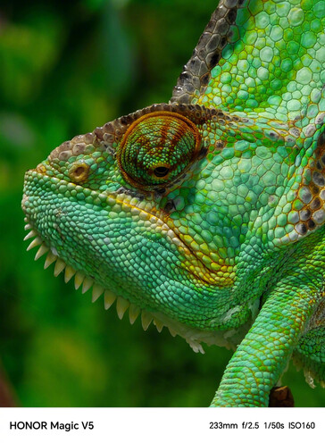 (Image source: Honor)