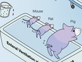 Ig Nobel awarded to Japanese researchers demonstrating back end ventillation of animals works. (Image source: Mammalian enteral ventilation ameliorates respiratory failure by R. Okabe et al.)