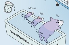 Ig Nobel awarded to Japanese researchers demonstrating back end ventillation of animals works. (Image source: Mammalian enteral ventilation ameliorates respiratory failure by R. Okabe et al.)