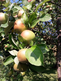 Photo taken with the rear-facing camera