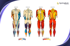 Springbok Analytics provides 3D muscle analysis powered by AI. (Source: Springbok Analytics)