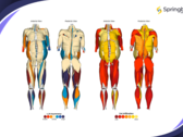 Springbok Analytics provides 3D muscle analysis powered by AI. (Source: Springbok Analytics)