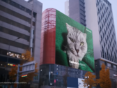 Samsung's "200MP Cat". (Source: Samsung)
