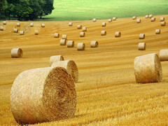 The more, the better is not always right - even in agriculture. (Image: pixabay/ybernardi)