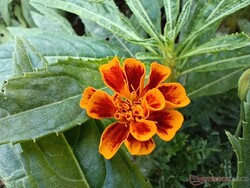 Main camera macro shot