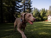 Mova has launched its first GPS tracker for pets: the SureTrack Pro.