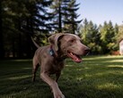 Mova has launched its first GPS tracker for pets: the SureTrack Pro.