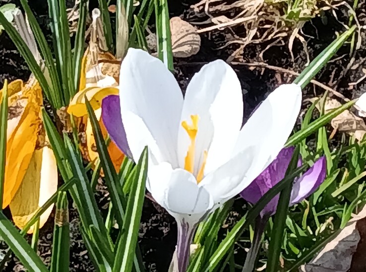 Lenovo Tab K11 Gen 2: Main camera at 8x zoom