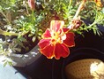 Macro