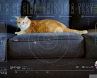 NASA streams a cat video from space with impressive transmission speed (Image source: JPL NASA)