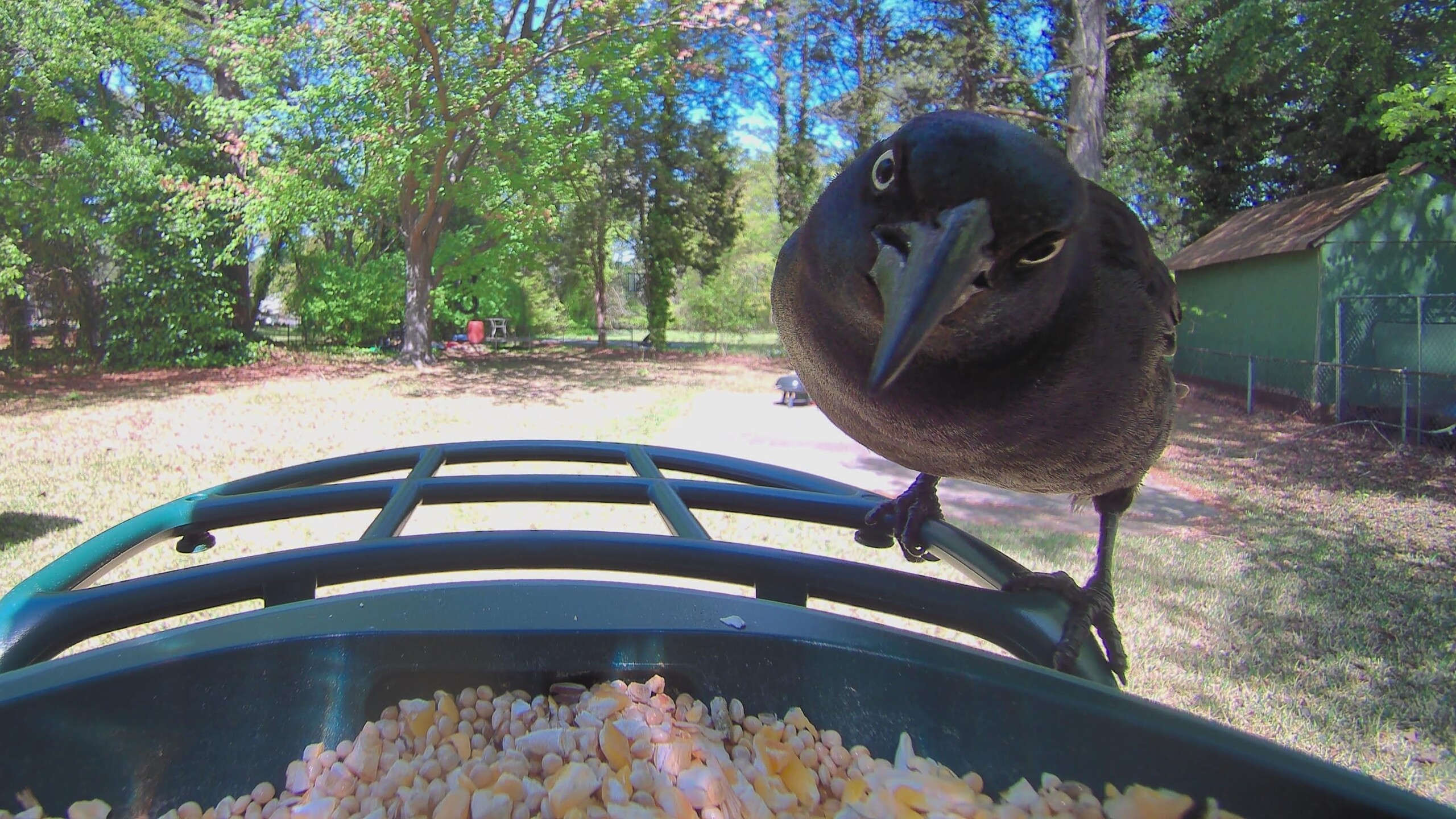 Up close with a Grackle