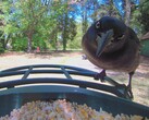 Up close with a Grackle