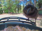 Up close with a Grackle