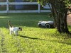 Cat was not spooked