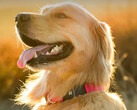 The Fi Series 3+ fitness collar allows dog owners to track their pet's location and health. (Image source: Fi)