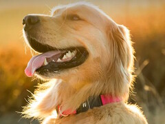The Fi Series 3+ fitness collar allows dog owners to track their pet&#039;s location and health. (Image source: Fi)