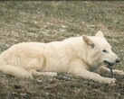 On October 1, 2024, the first direwolves in over 10,000 years saw the light of day in Texas. (Image source: YouTube / Colossal Biosciences)