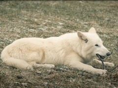 On October 1, 2024, the first direwolves in over 10,000 years saw the light of day in Texas. (Image source: YouTube / Colossal Biosciences)