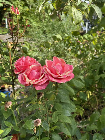 Photo taken using main camera (without zoom)