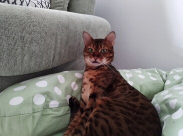 (Image source: SmartDroid)