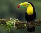 A toucan sitting on a branch