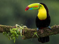 A toucan sitting on a branch