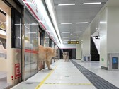 A cat alighting from the train (Image source: Xing's World via YouTube; screenshot)