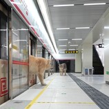A cat alighting from the train (Image source: Xing's World via YouTube; screenshot)
