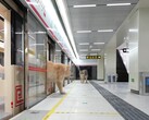 A cat alighting from the train (Image source: Xing's World via YouTube; screenshot)