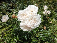 Photo taken using main camera