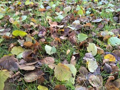 Photo taken using main camera
