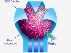 Organoids contain brain cell clusters that can develop faster pathways than any digital circuit. (Image Source: Frontiers of Science)