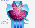 Organoids contain brain cell clusters that can develop faster pathways than any digital circuit. (Image Source: Frontiers of Science)