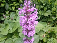 Photo taken using main camera