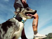 Fi Ultra attaches to the dog's collar.