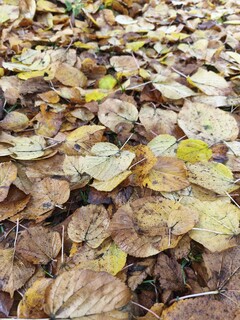 Photo using main camera