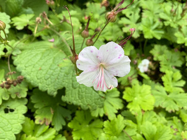 Picture taken with the main camera