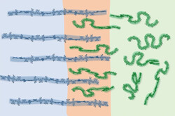 The basic principle of the organic solar cell is the same. (Image: Nature Communications 1212-2024)